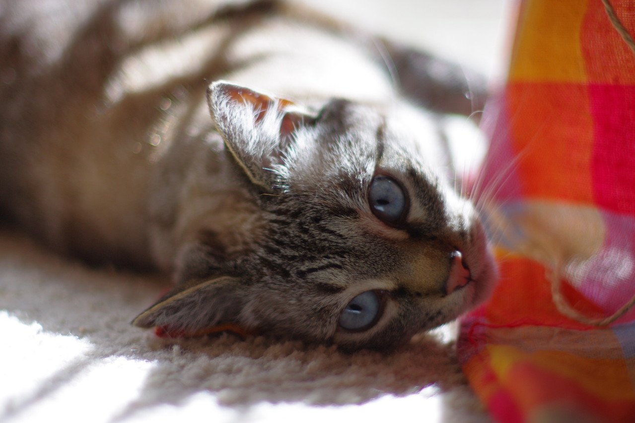 Export Cats 猫のお引越し アメリカから日本へ猫を連れてくるには 1 Hazuki Jun ページ Export Cats 猫のお引越し アメリカから日本へ猫を連れてくるには 1 Hazuki Jun ページ