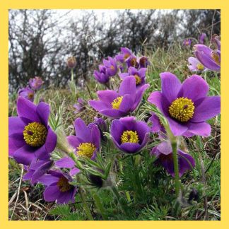 Homöopathie für Frauen: Pulsatilla