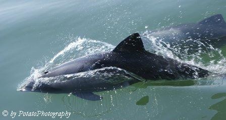Dolphines in Namibia Walvis bay