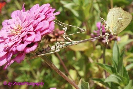 praying mantis´s meal !