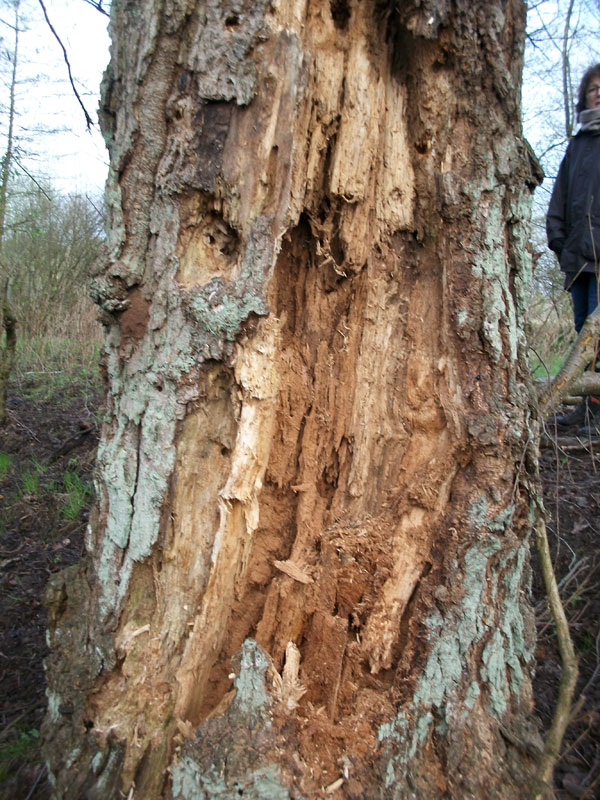 nur noch morsches Holz