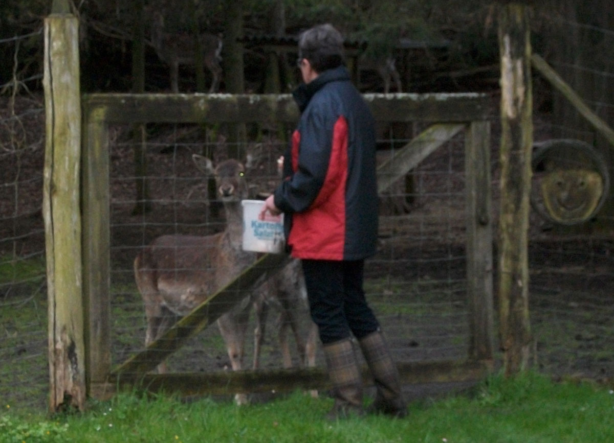 Damwild Fütterung