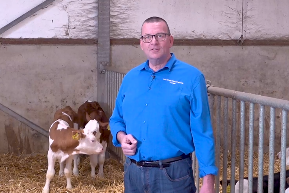 Calves can also suffer from heat (part 1)