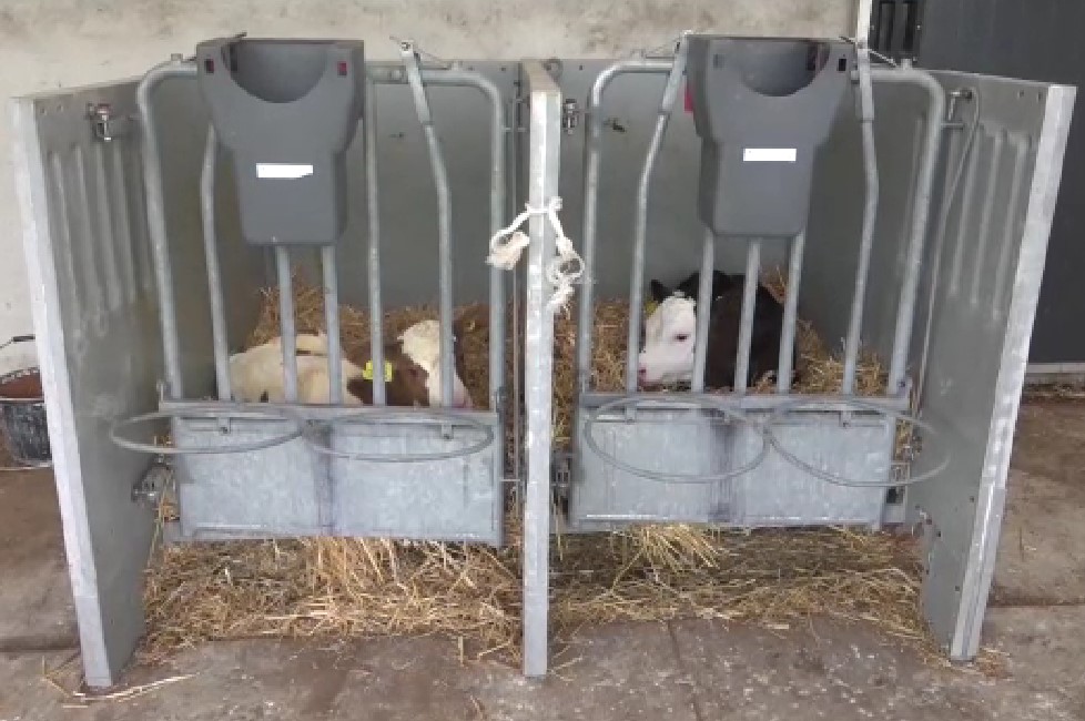 Calves can also suffer from heat (part  2)