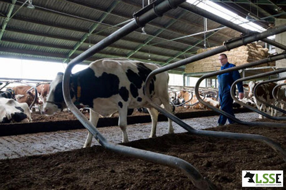 TWO METHODS OF HANDLING CATTLE AND OTHER HERD ANIMALS