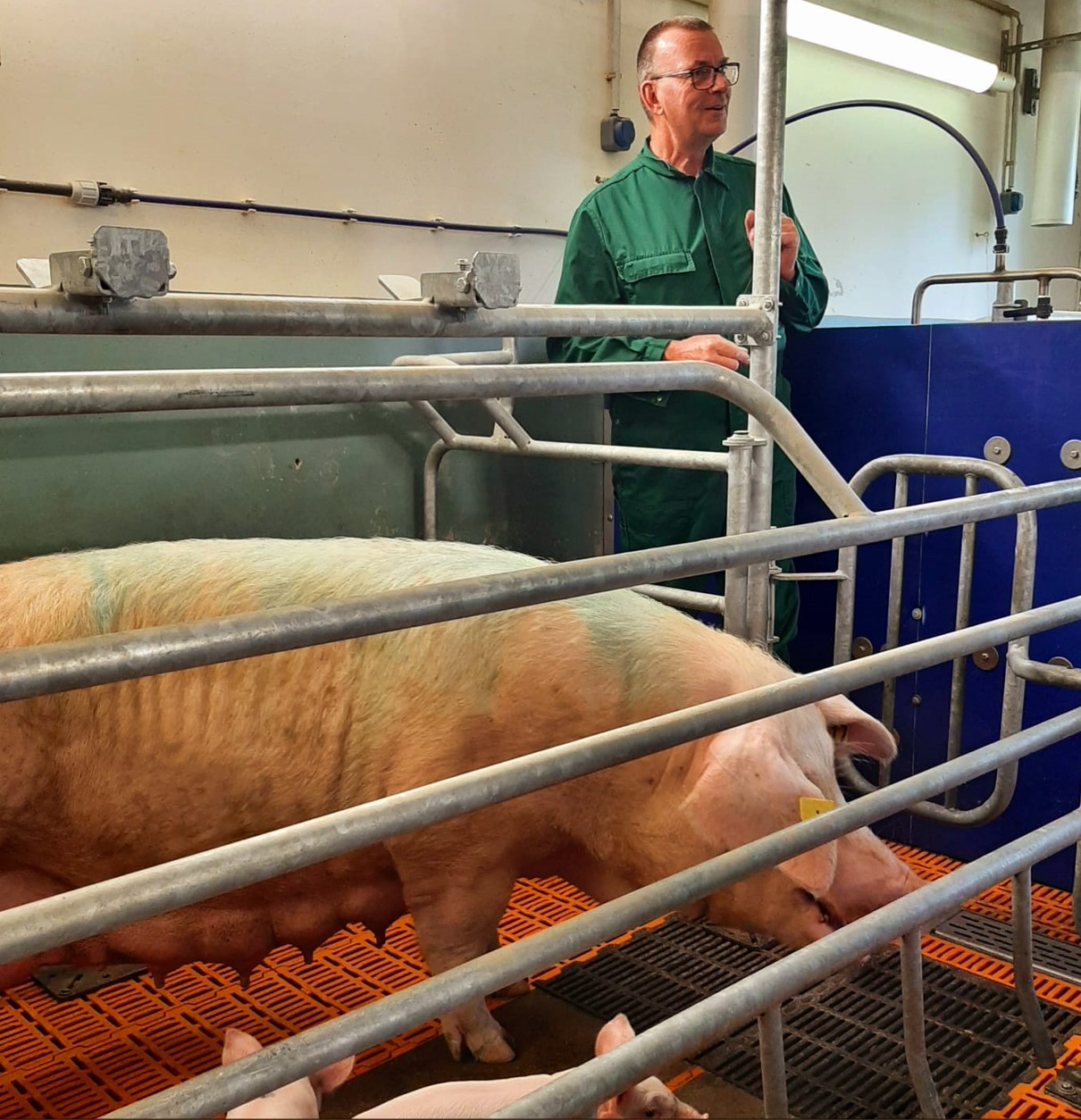 PREVENTING HEAT STRESS IN PIGS: THAT'S LOW STRESS STOCKMANSHIP TOO!