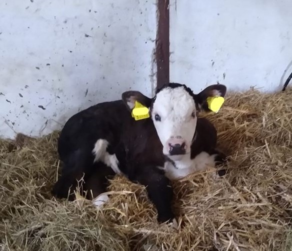 Calves can also suffer from heat (part 3)