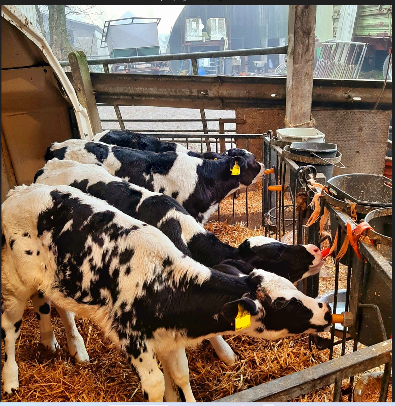 Calves can also suffer from heat (part 4)