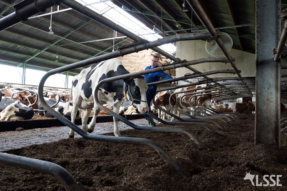 TWO METHODS OF HANDLING CATTLE AND OTHER HERD ANIMALS