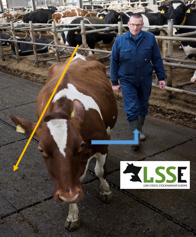 “WHY DO CATTLE (AND OTHER MAMMALS) FIND IT EASIER TO TURN LEFT THAN TO GO STRAIGHT AHEAD OR TURN RIGHT?” (PART 2)