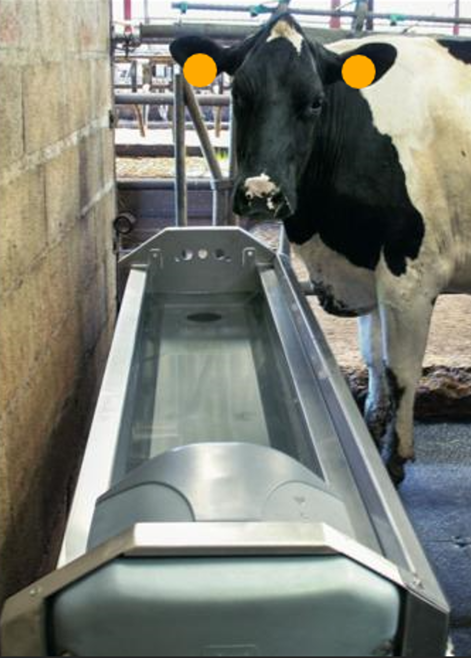 Cows have a drinking rate that can be as high as 20 liters per minute