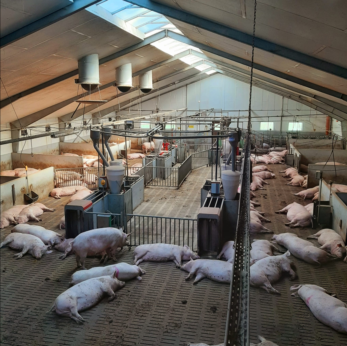 LIGHTING IN PIG HOUSES; NOT ONLY DIVERSE BUT ALSO COMPLEX