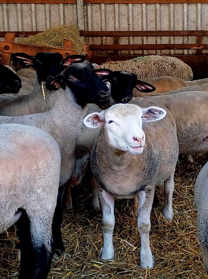 SHEEP AND RESPIRATORY INFECTIONS: “WHEN THE BUCKET OVERFLOWS”
