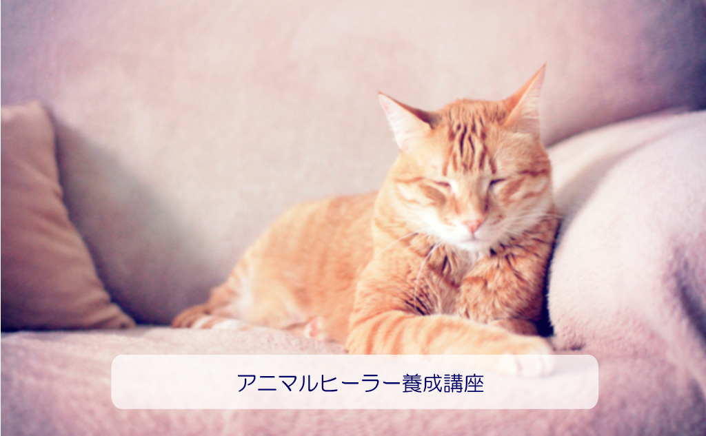 アニマルヒーラー養成講座
