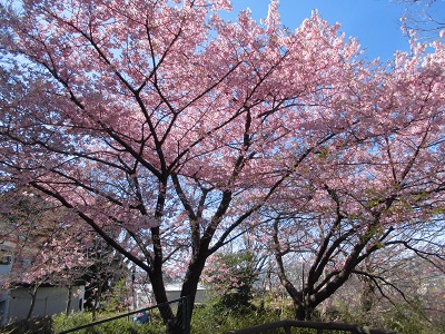 ⑤桜満開