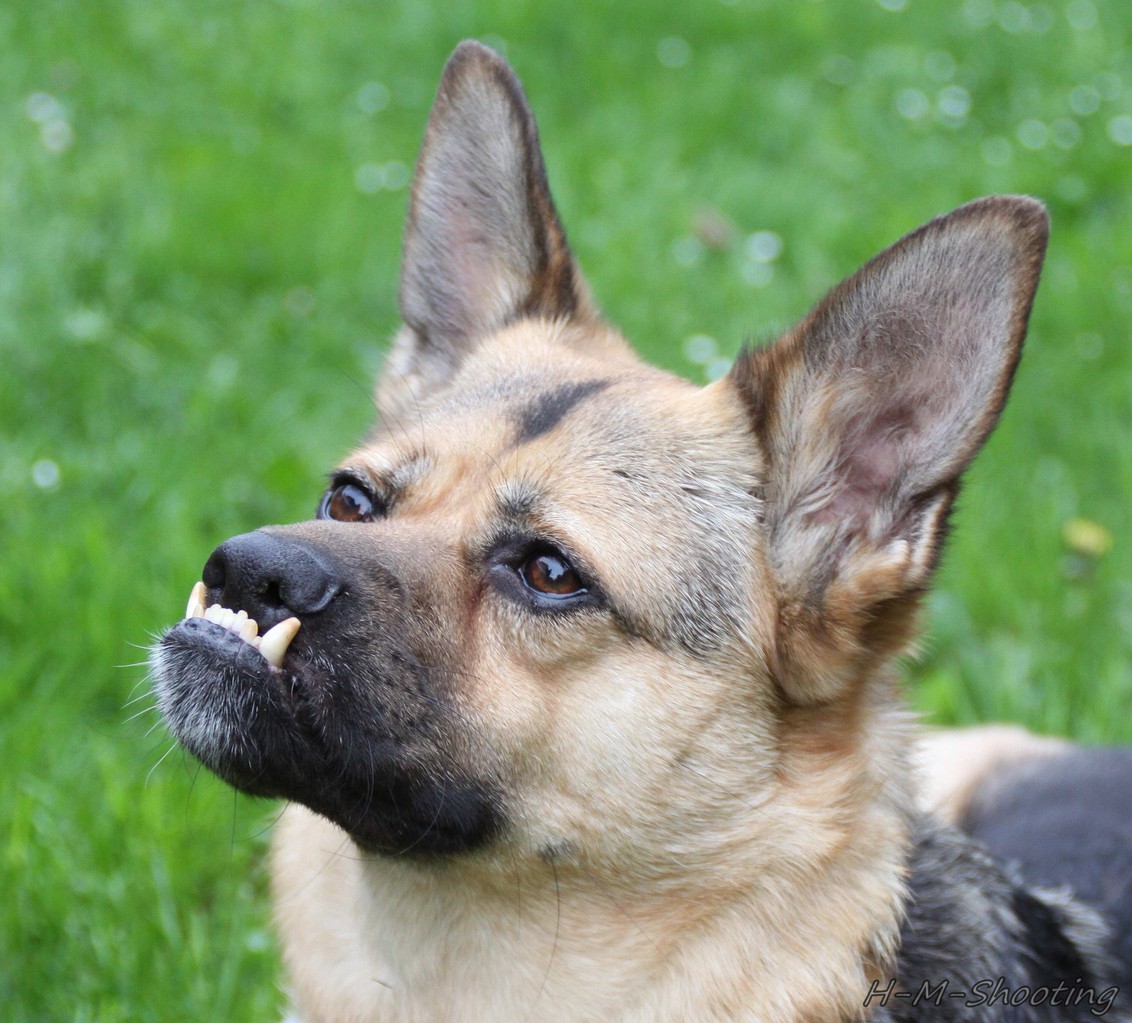 Hunde Katzen und andere Lieblinge hmshootings Webseite!
