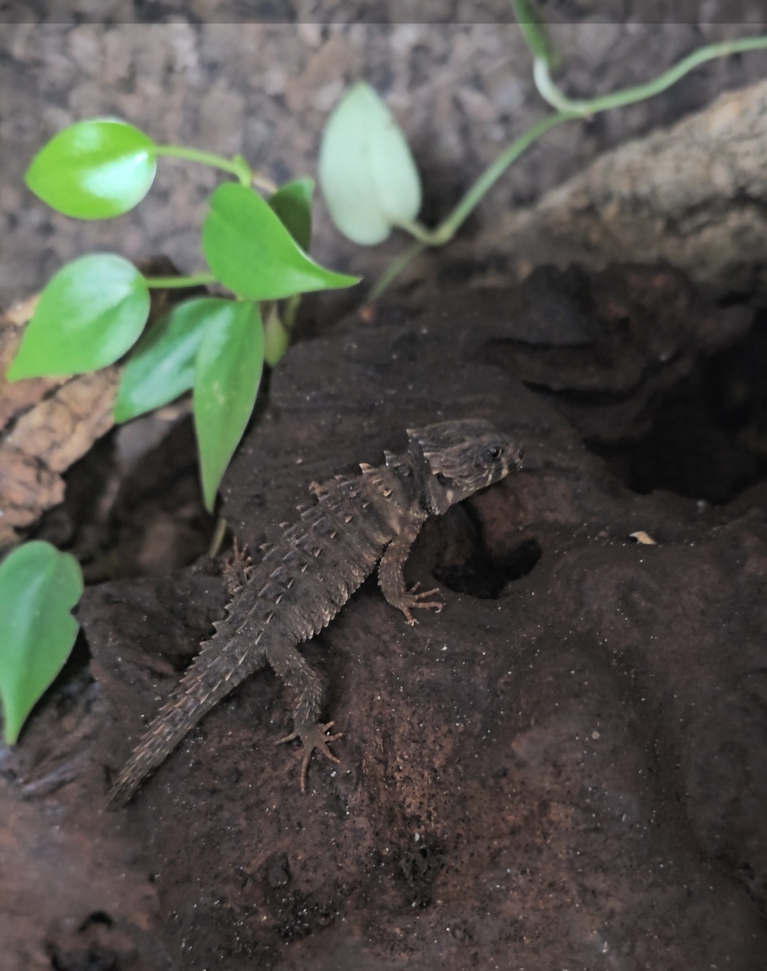 Weissaugen-Buschkrokodil Männchen (T. novaeguineae) ca. 6Mt alt Eigene Nachzucht
