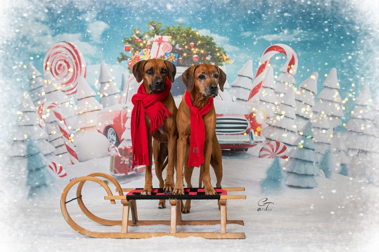 Weihnachten 2024🥰
