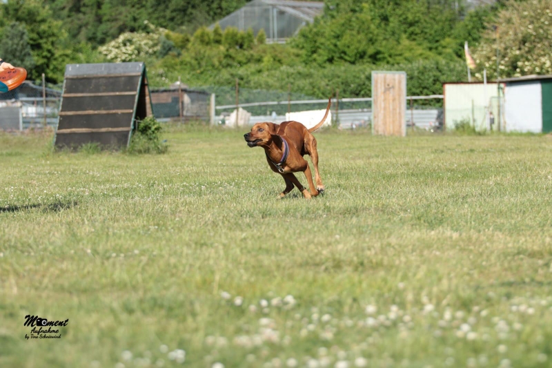 Nala liebt Frisbee 😊