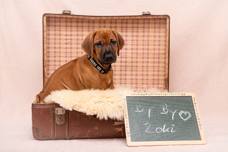 Loki lebt jetzt in Overath im Bergischen Land und wird dort eine Familie mit zwei Kindern begleiten ❤️