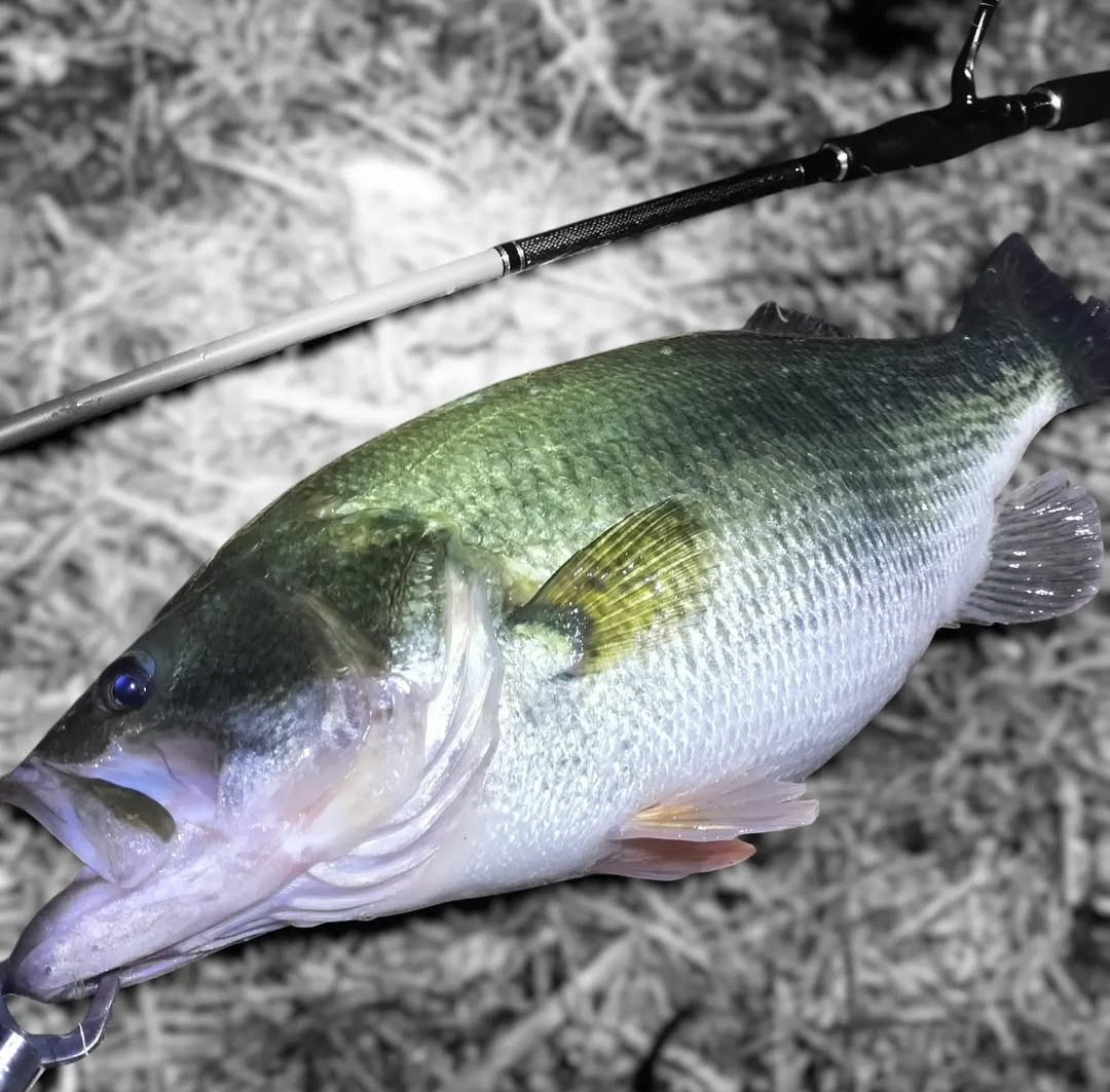KillerBait キラーベイト - KillerBait キラーベイト KillerBait キラーベイト - KillerBait キラーベイト