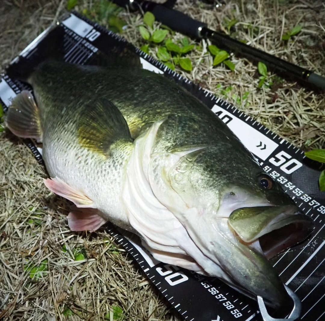 KillerBait キラーベイト - KillerBait キラーベイト KillerBait キラーベイト - KillerBait キラーベイト