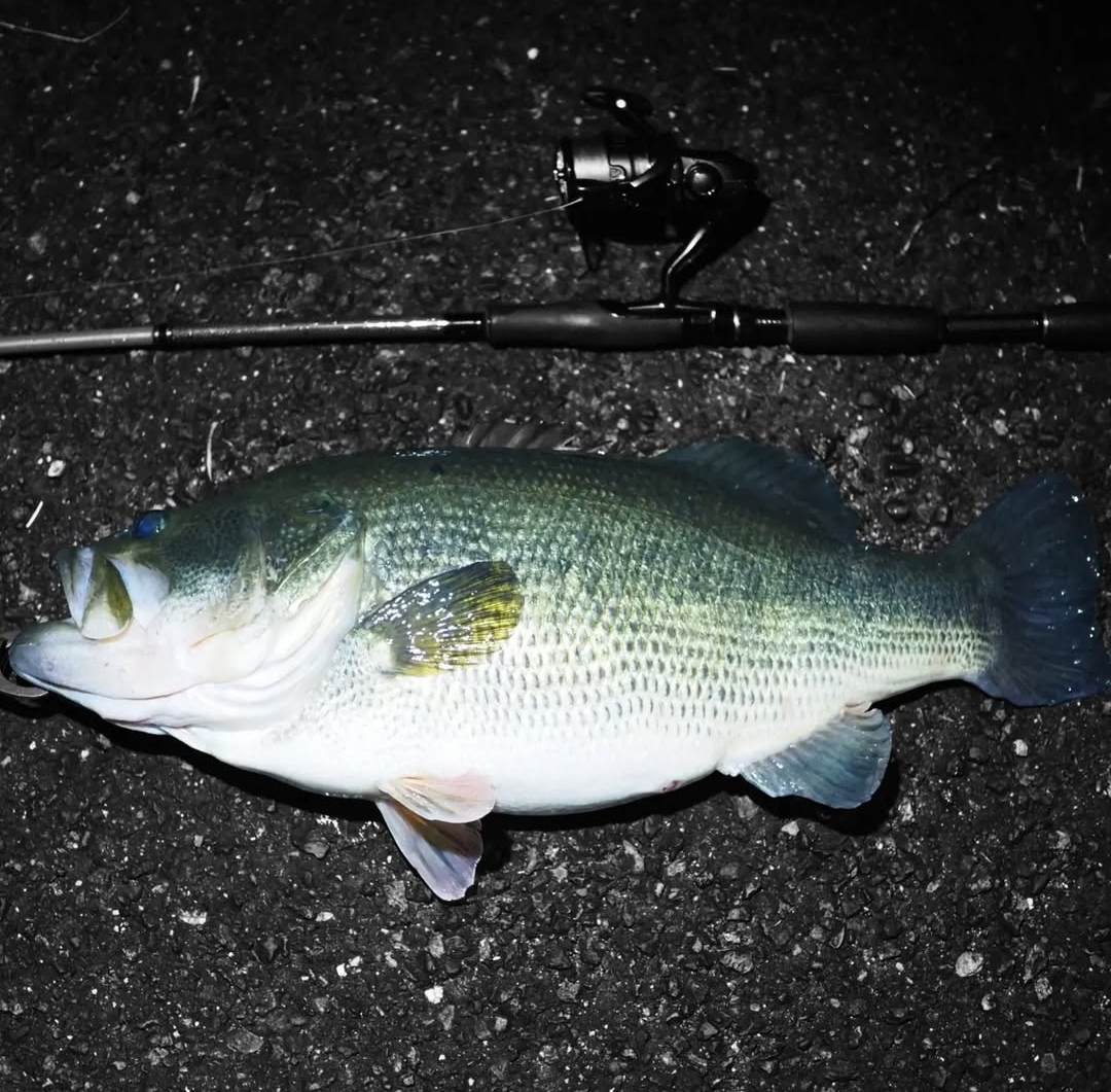 KillerBait キラーベイト - KillerBait キラーベイト