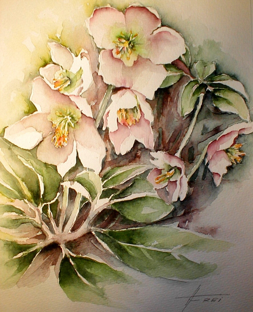 ART HFrei - "Schneerosen" - Aquarell - 2005