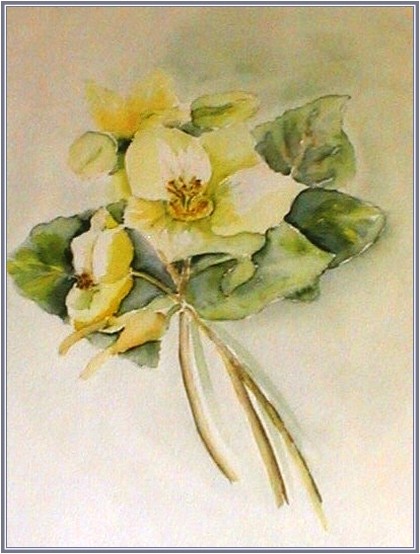 ART HFrei - "Schneerosen" - Aquarell - 2001