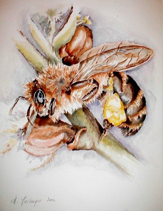 ART HFrei - "Honigbiene" - Aquarell - 2002