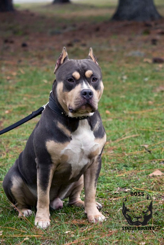 American bully standard tricolor hot sale