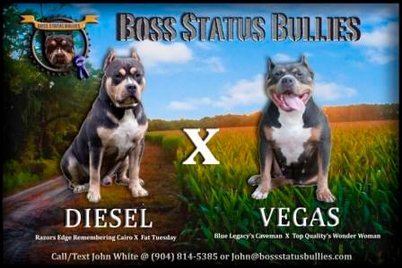 diesel american bully