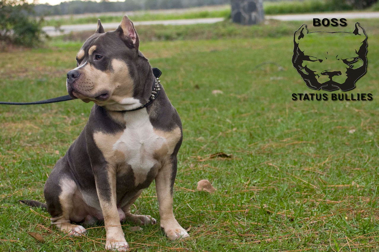 Our American Bullies Tri Color American Bullies and Pit Bulls
