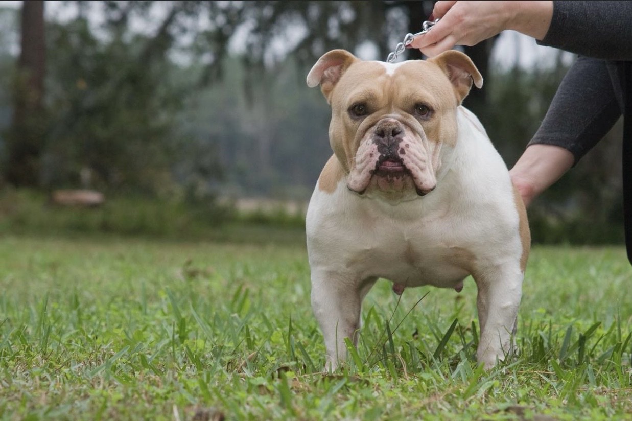 Pacific bulldog prices 2025