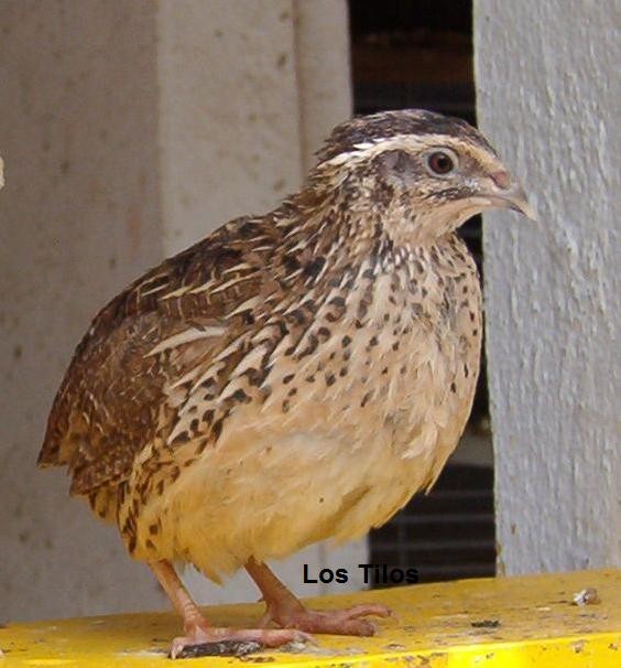 Codorniz común (Coturnix coturnix)