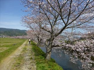 戸根川の桜まつりに行ってきました Rosewalk ページ
