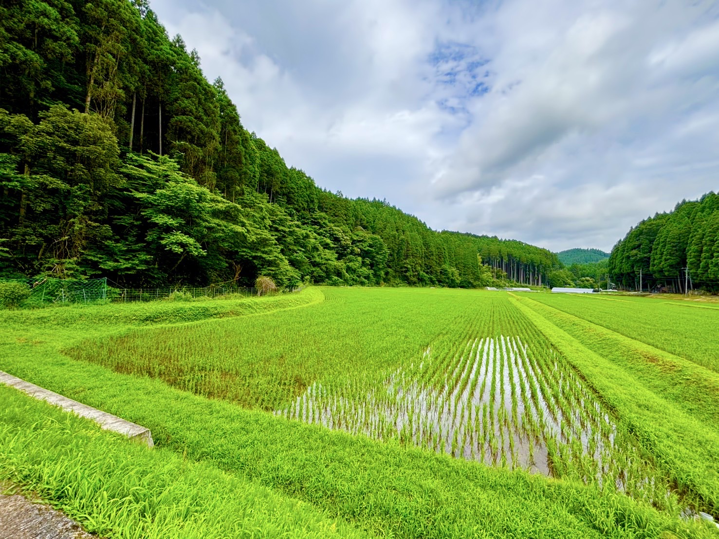 田植えが早い地域の除草依頼が混み合ってきました