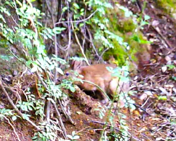 里山の野ウサギ