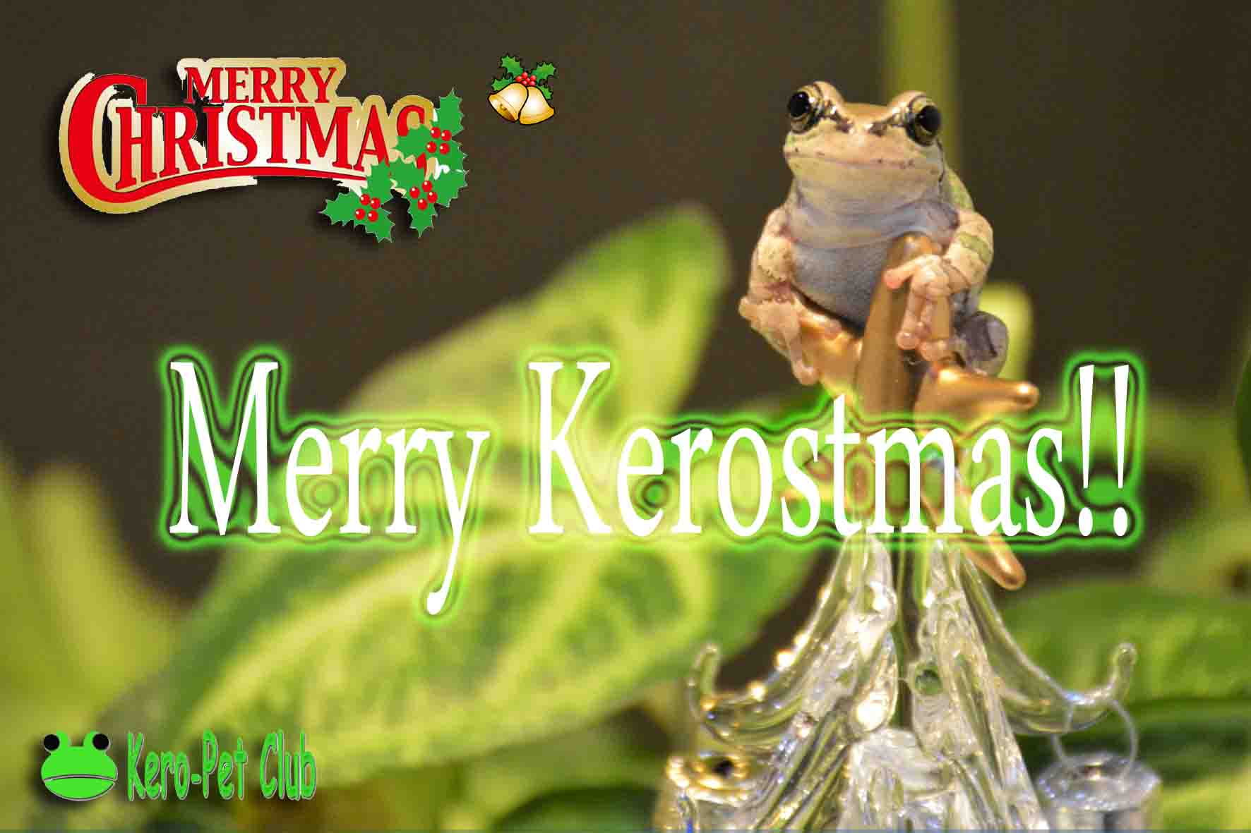 Merry Kerostmas !! イノシシ急襲 !!
