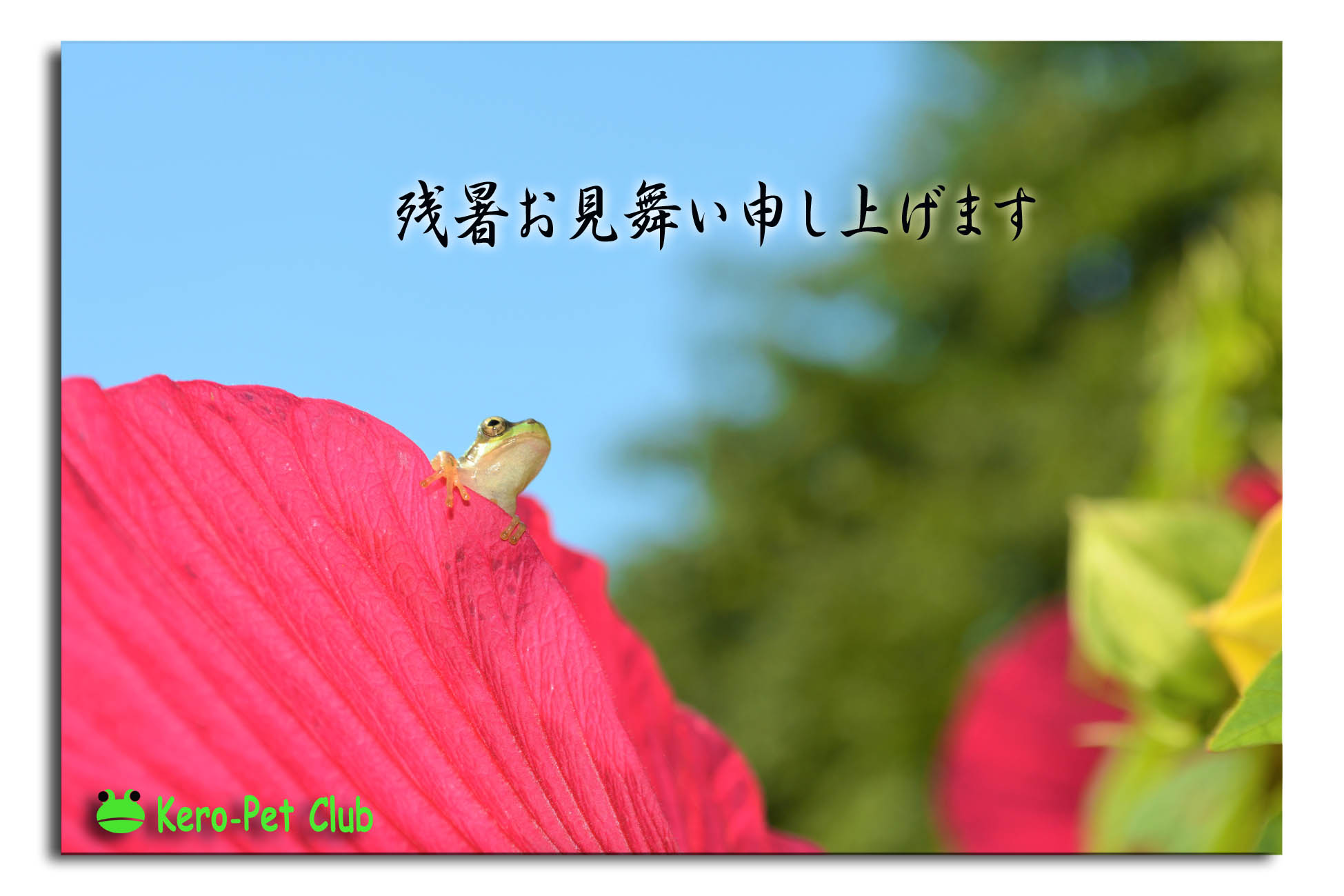 蛙センター便り.2021. 夏