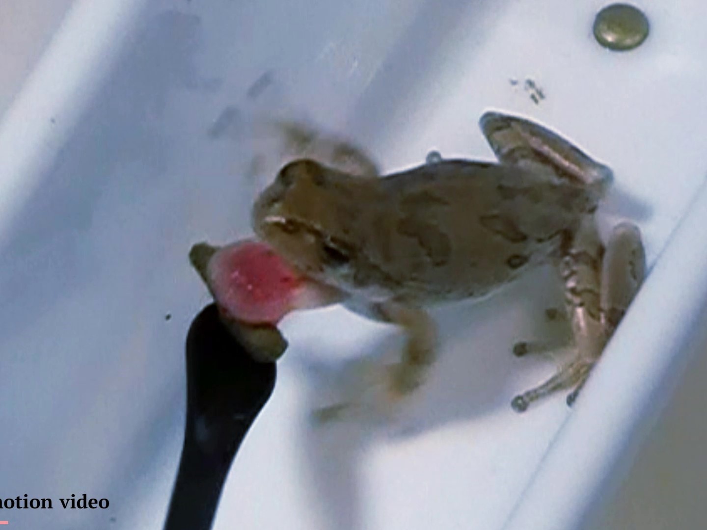 ニホンアマガエル・食事
