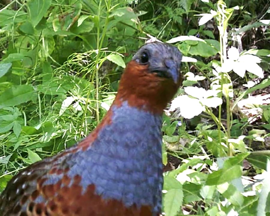 里山･林床の鳥たち