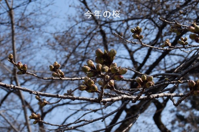 2017年４月５日の千本桜の蕾