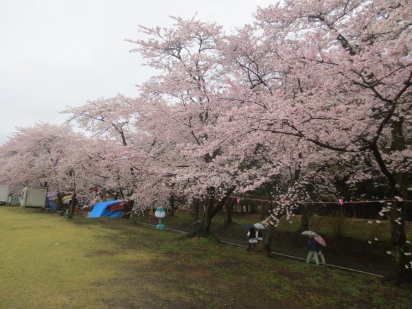 2016年４月５日の千本桜