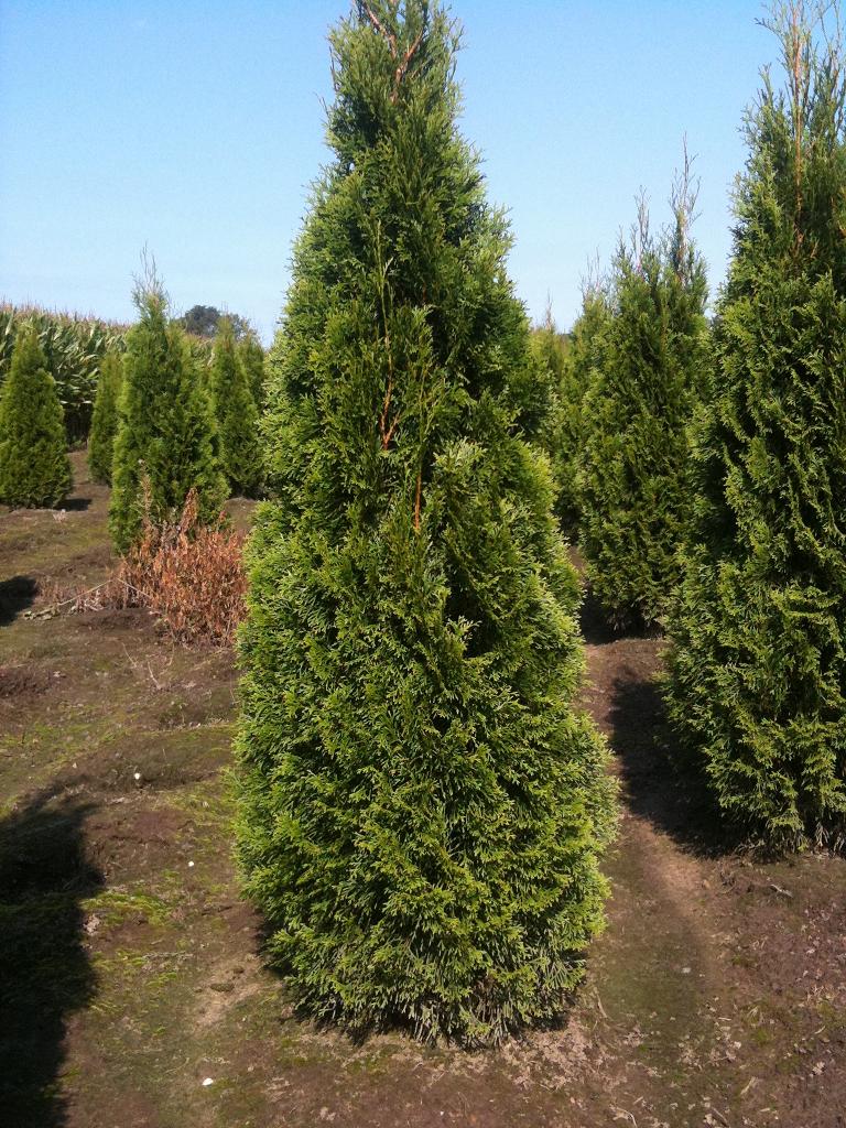 Thuja Smaragd Lebensbäume online kaufen Heckenpflanzen Thelen