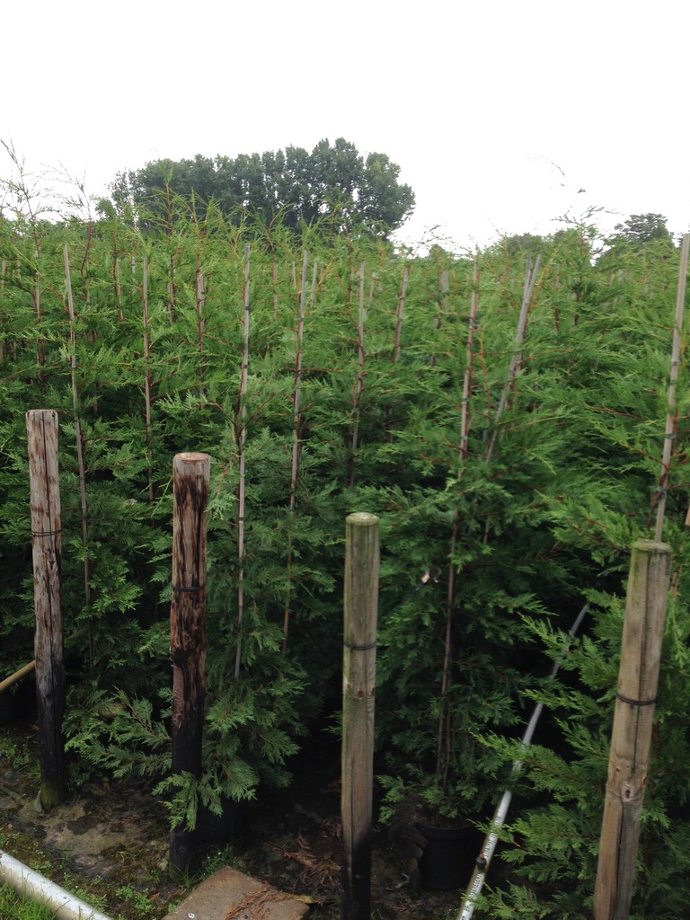 Scheinzypresse Bastard-Zypresse Cupressocyparis leylandii 40-60 cm im Container