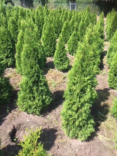 37+ Thuja Smaragd Kaufen, Unsere auswahlpflanze, sortenechter