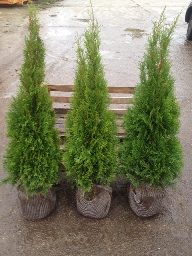 Thuja Smaragd Lebensbäume online kaufen Heckenpflanzen Thelen