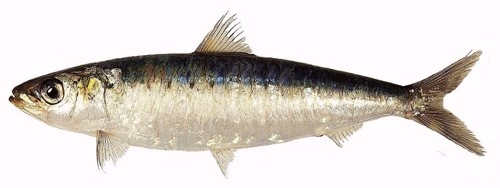Sardine : Sardina pilchardus. Taille max : 26 cm