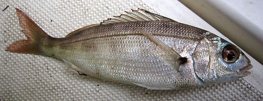 Bogue (Boops boops). Poisson assez rare, plutôt de Méditérannée. Long : 15 cm